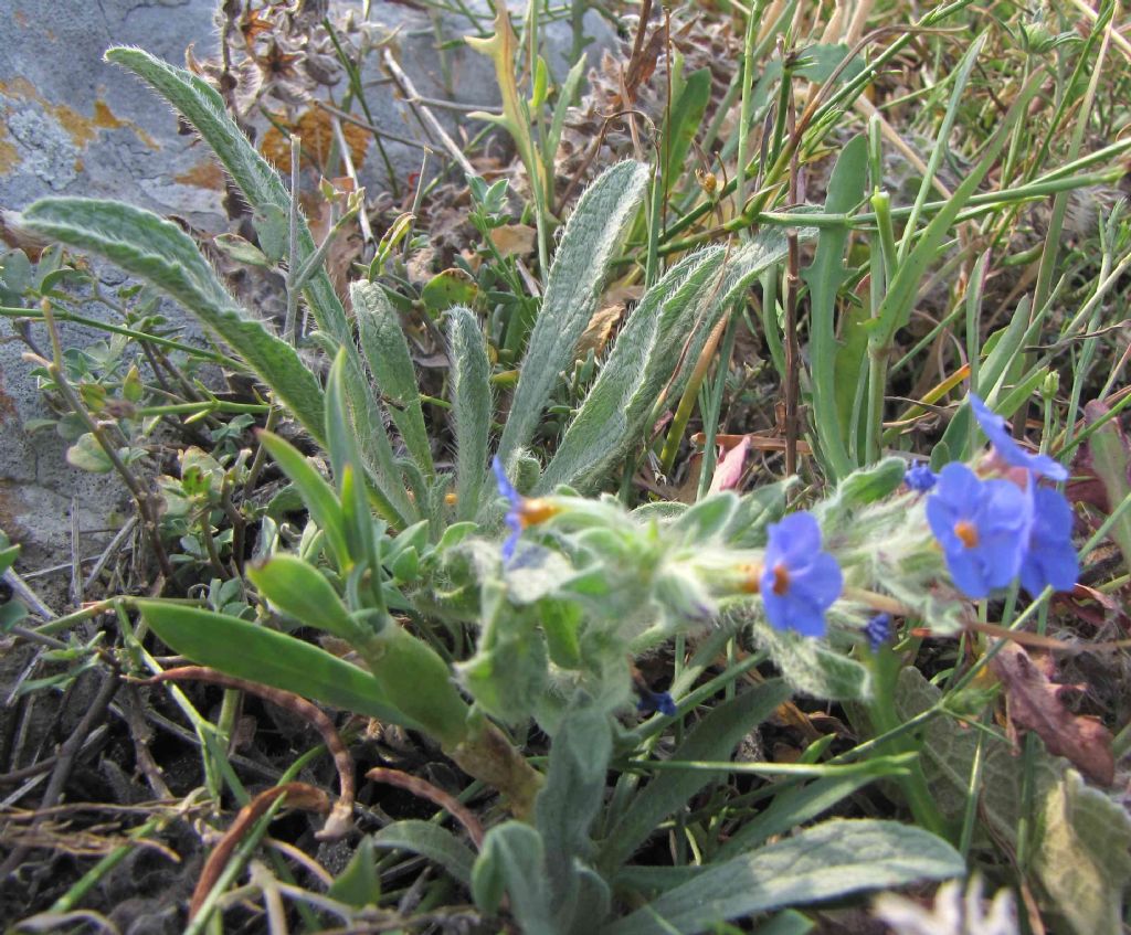 boraginacea - Alkanna tinctoria